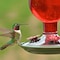 Perky-Pet Perky-Pet Hummingbird 16 oz Glass/Metal/Plastic Nectar Feeder 4 ports 8109-2 - alternate 4